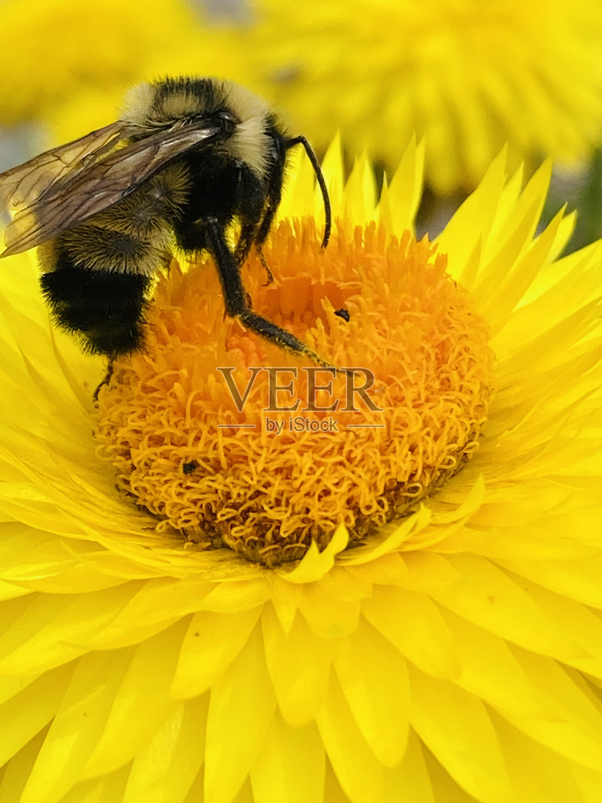 大黄蜂照片摄影图片