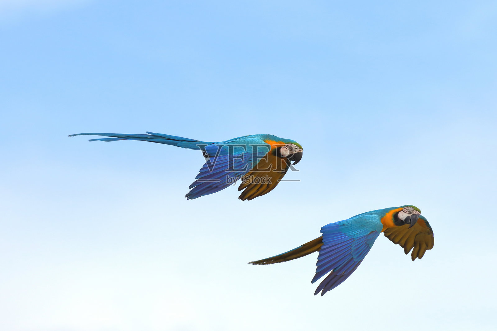 鹦鹉照片摄影图片