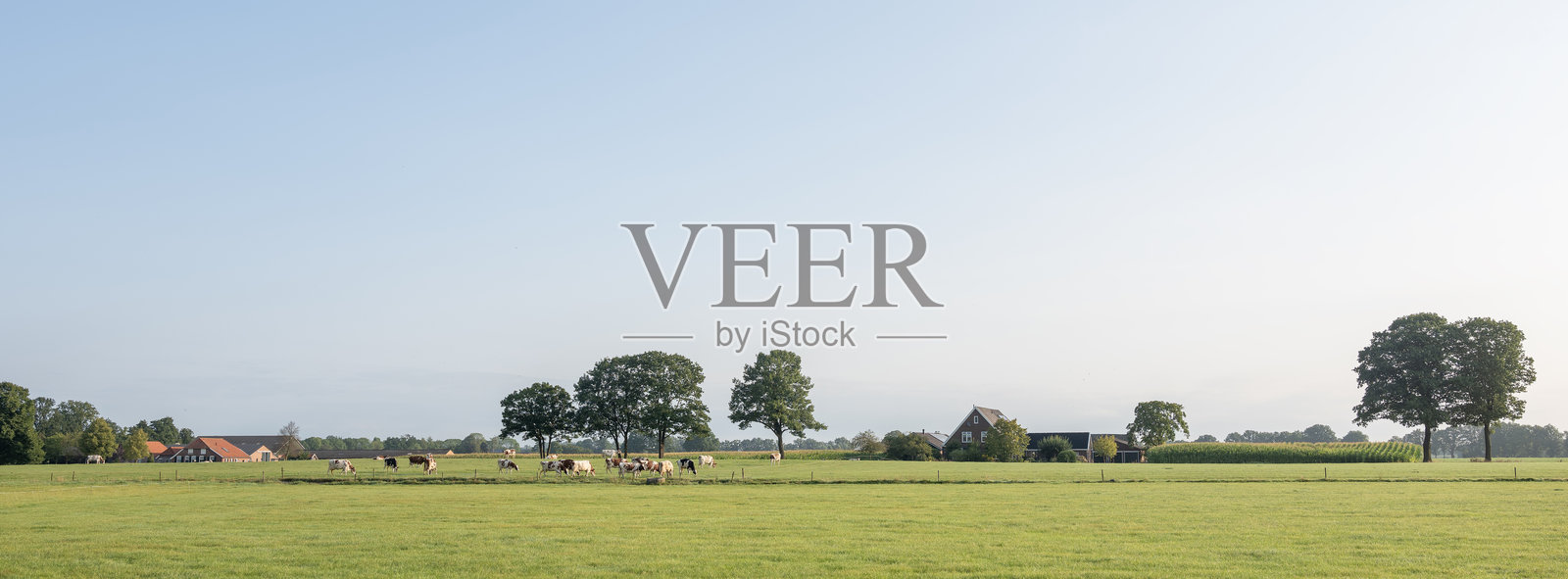 阳光明媚的夏日早晨，在荷兰阿奇特霍克农场附近的绿色草地上发现了奶牛照片摄影图片