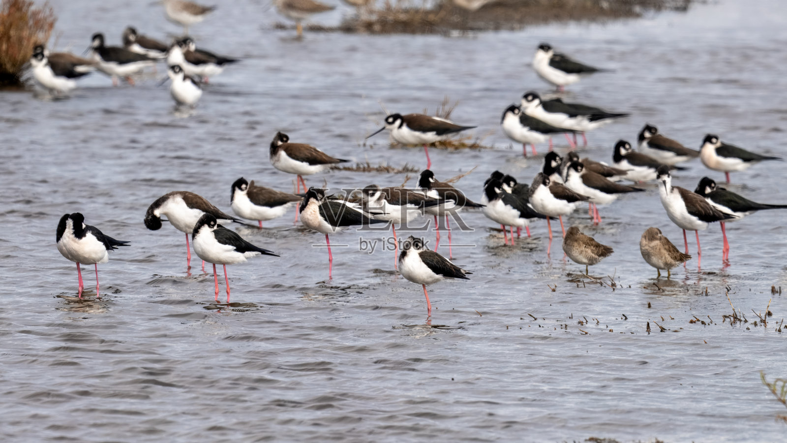 黑颈鹤等高跷照片摄影图片