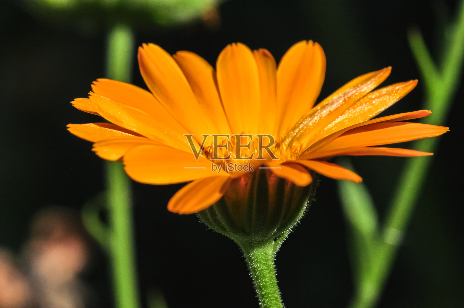 金盏菊微距照片。橘色花照片摄影图片