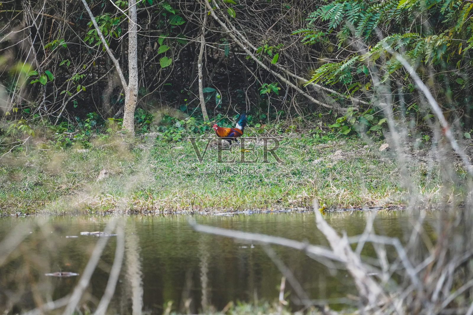 丛林中的野禽在大自然中具有戏剧性的基调照片摄影图片