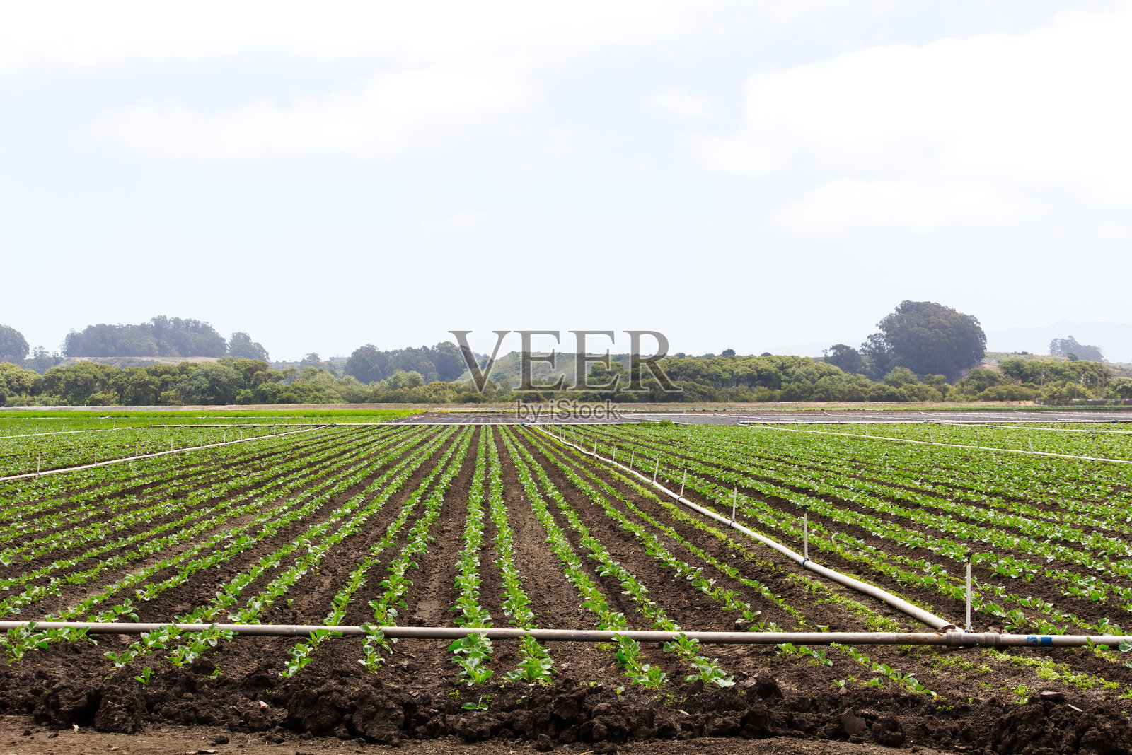 农田里有一排排的绿色植物和洒水装置照片摄影图片