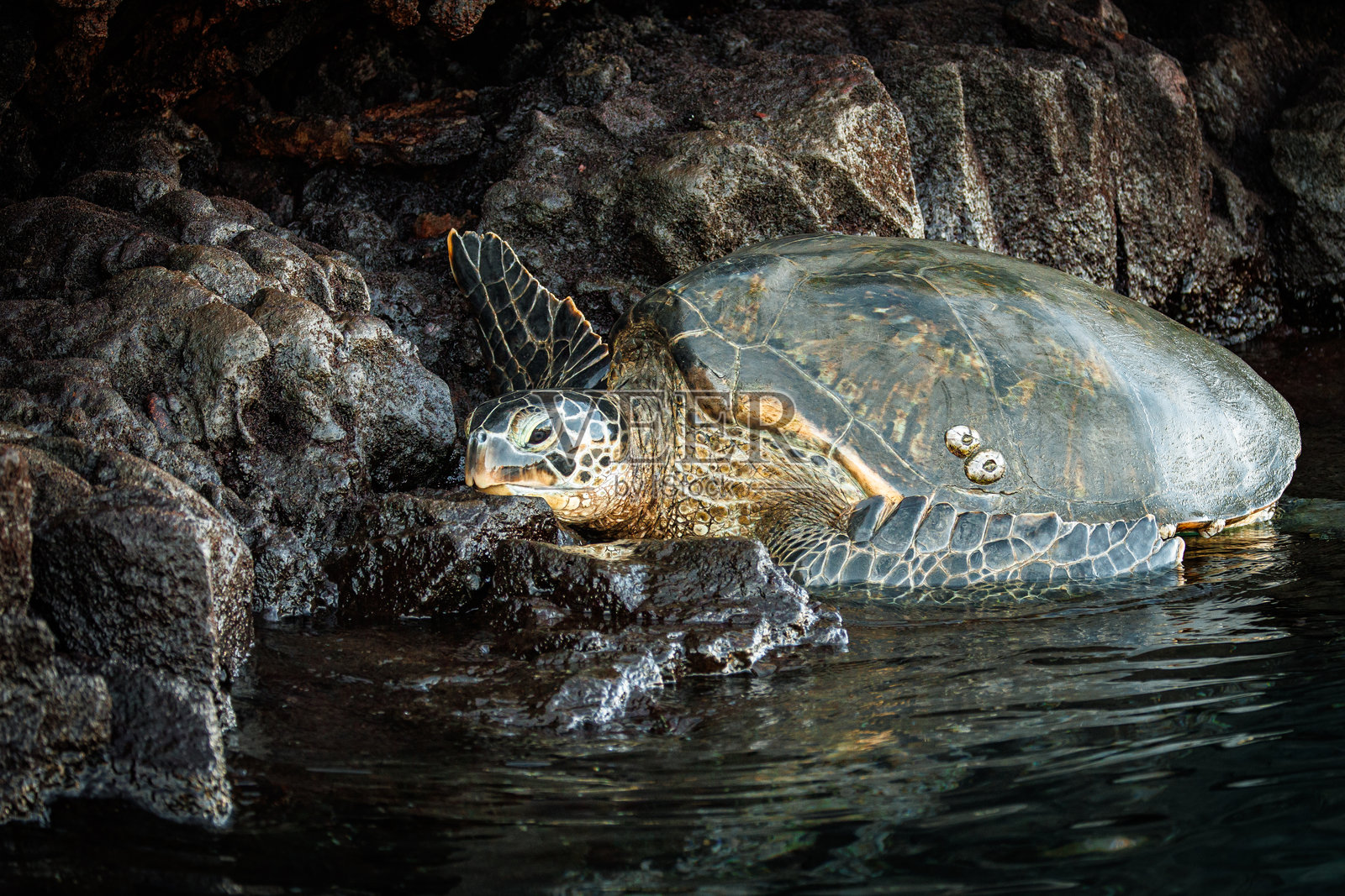 夏威夷绿海龟在岩石上休息照片摄影图片