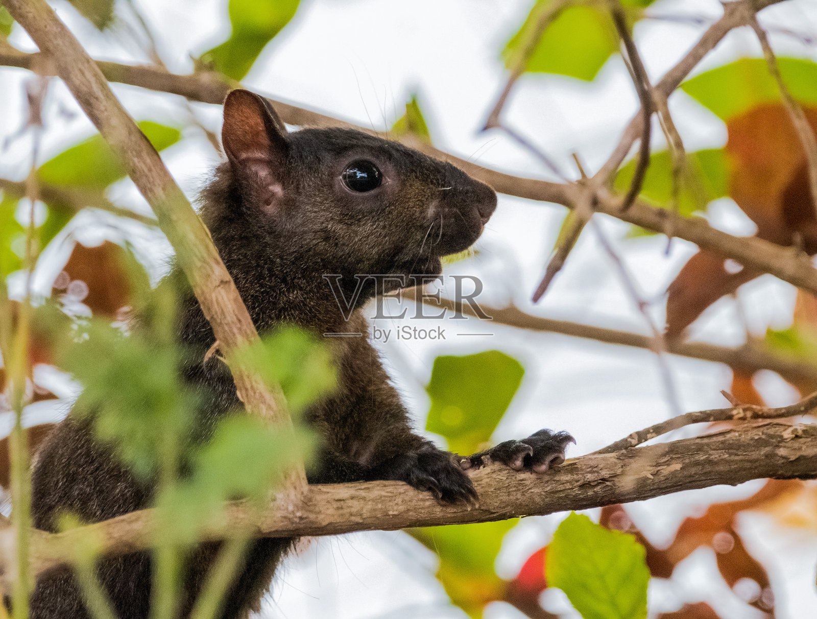 期待松鼠照片摄影图片