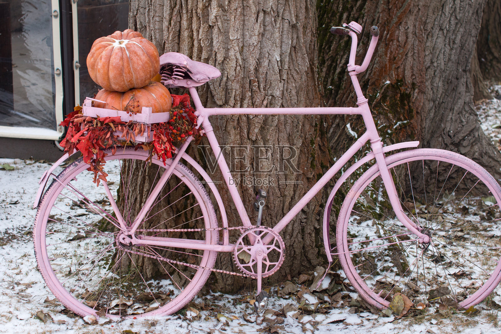 秋南瓜丰收，秋静生。黄色叶子的南瓜照片摄影图片