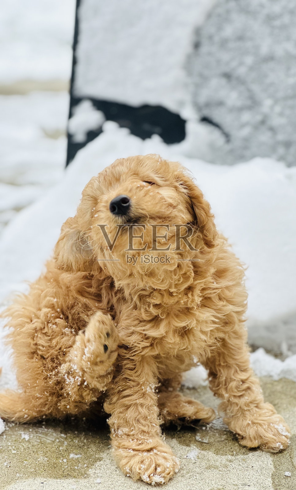 可爱的金色涂鸦小狗抓痒照片摄影图片