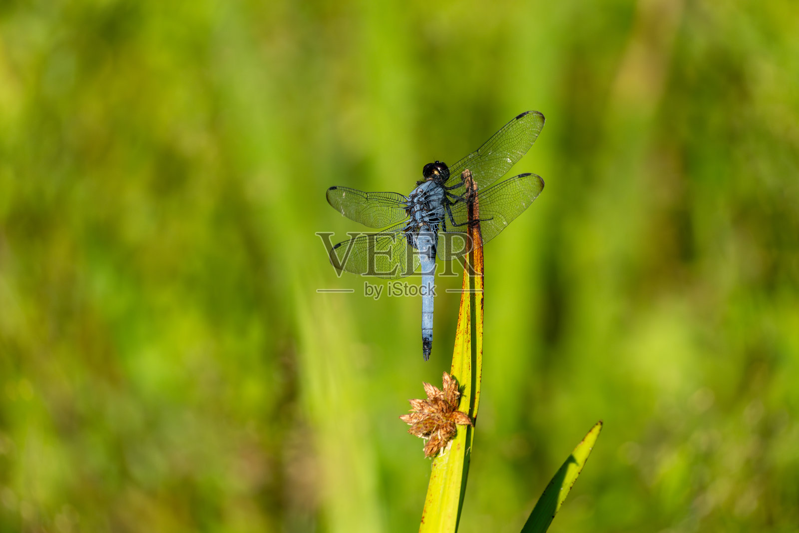 雄性大型白尾掠食者。它的学名是Orthetrum triangulare melania。照片摄影图片