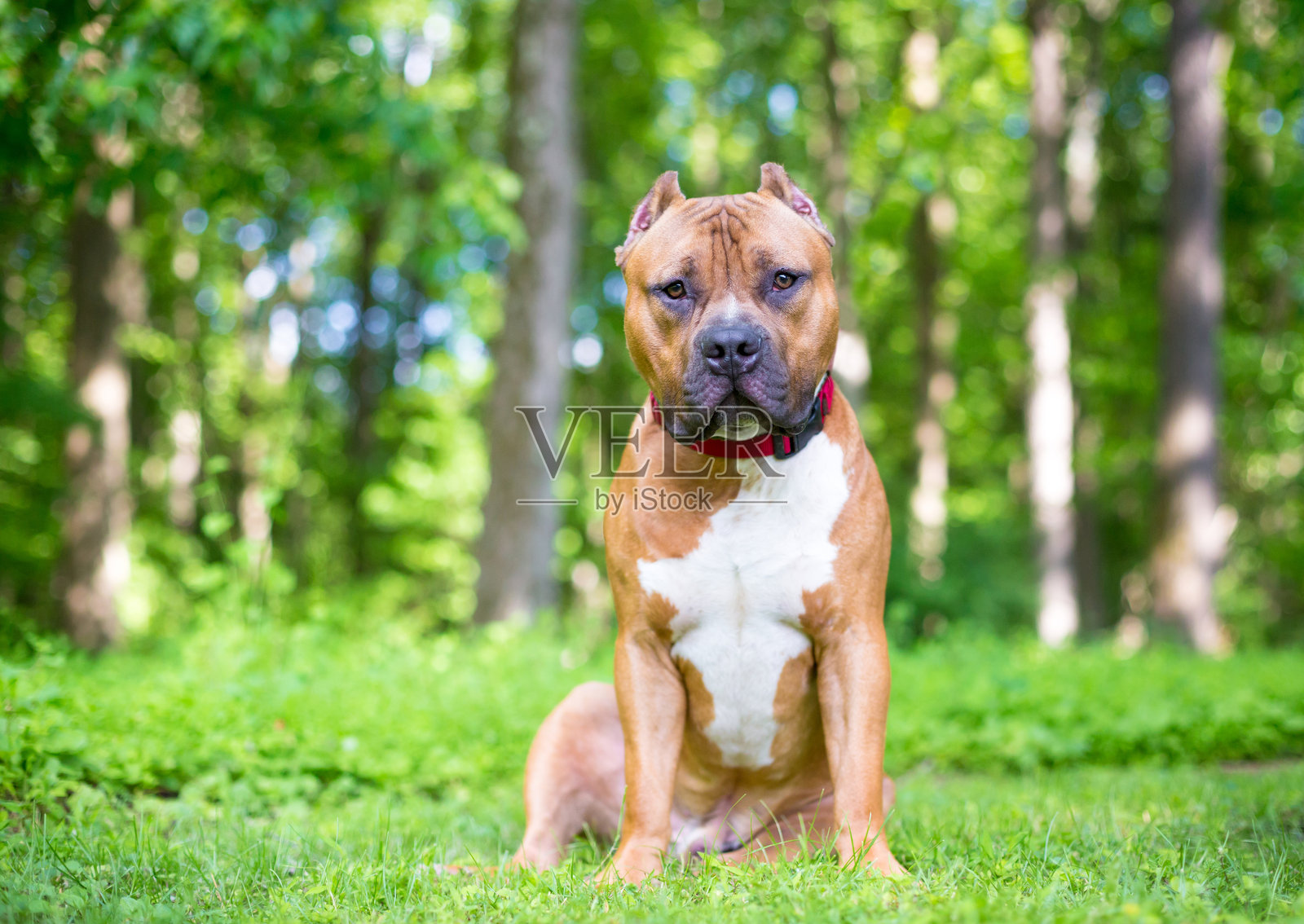 一只红色和白色的獒犬x比特斗牛梗混合品种的狗，耳朵剪短照片摄影图片