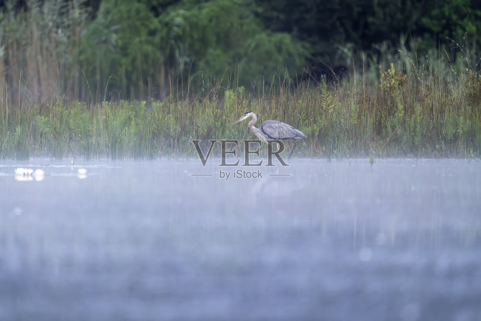 雾中的大蓝鹭2号照片摄影图片
