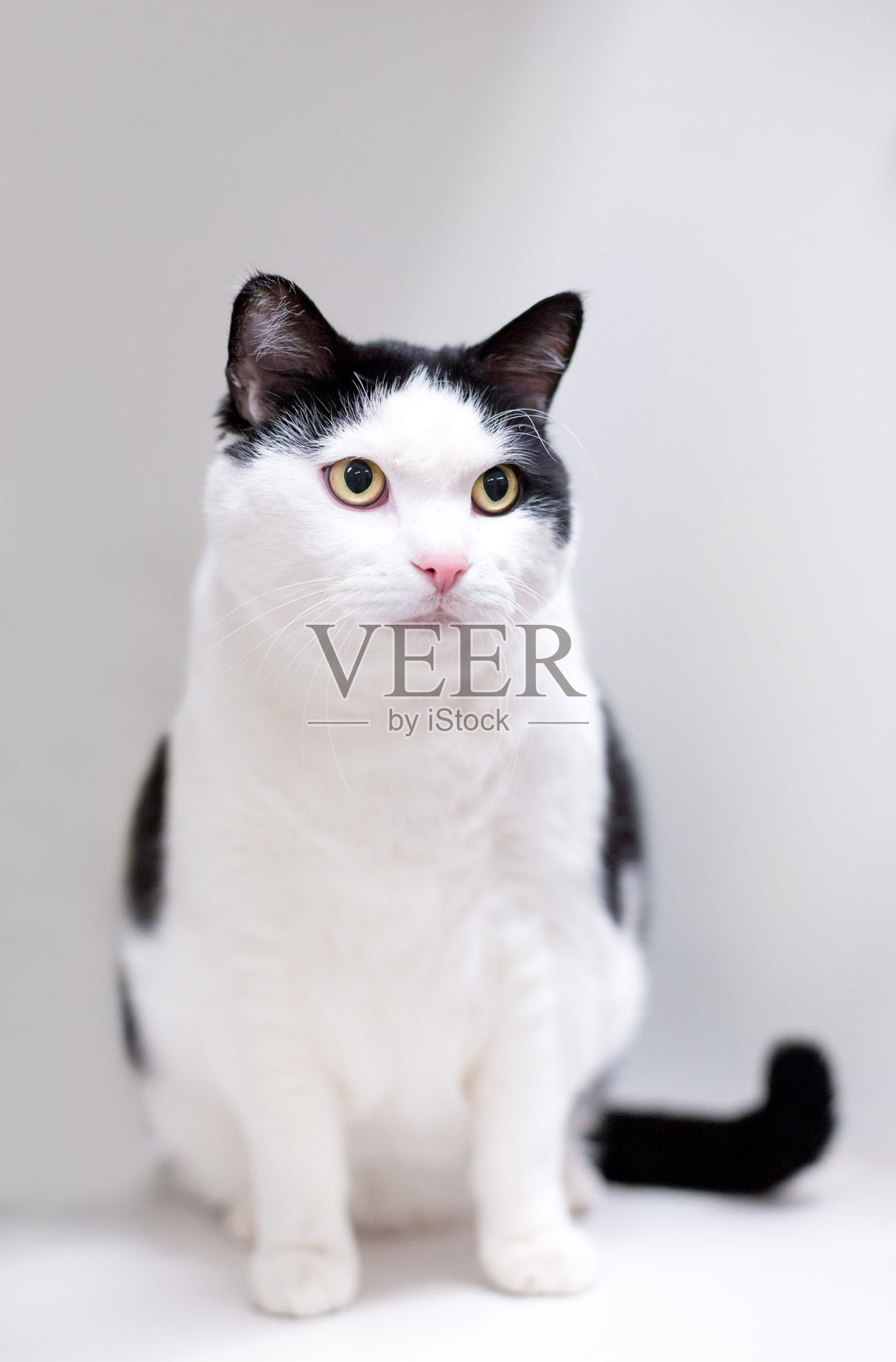 一只超重的黑白短毛猫照片摄影图片