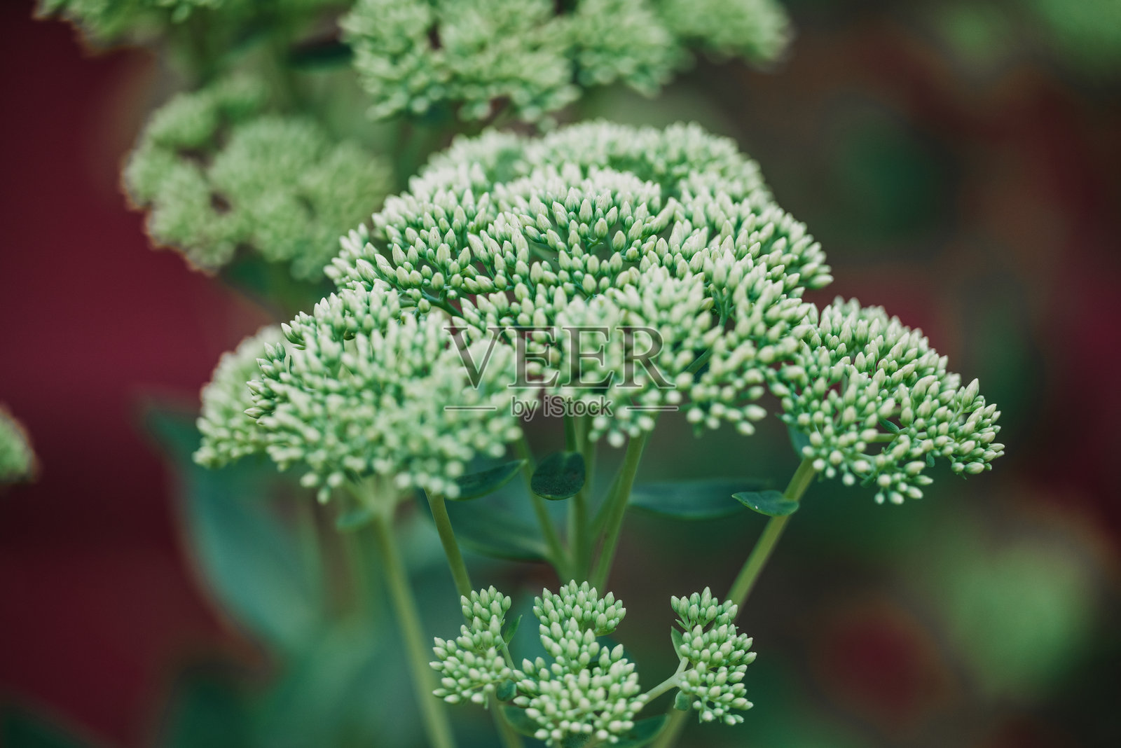 永远活着的植物芽照片摄影图片