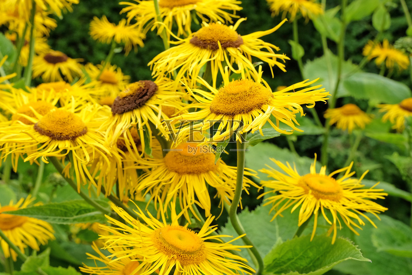 明黄色的Telekia speciosa，又称心叶牛眼雏菊或黄牛眼雏菊。照片摄影图片