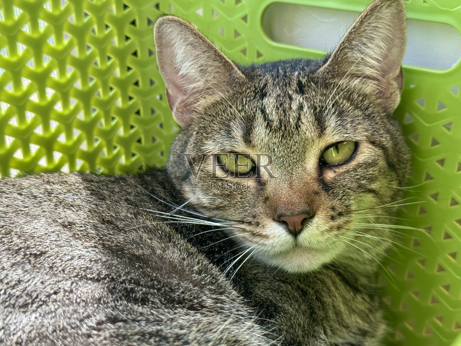 绿眼睛的猫照片摄影图片