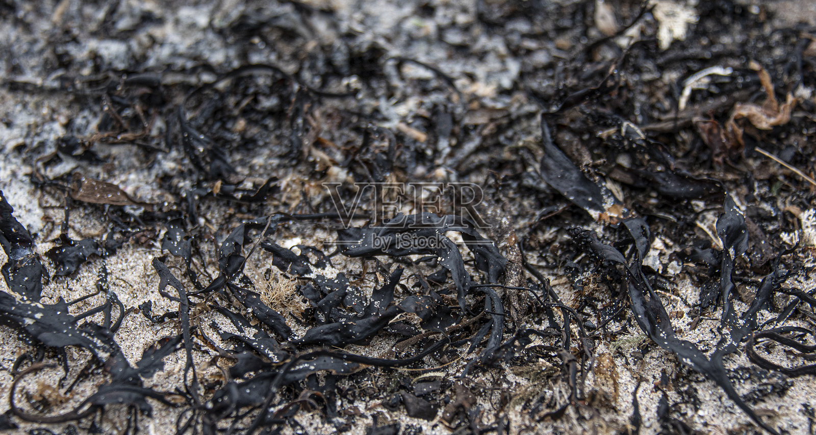 沙滩上的黑色海藻照片摄影图片