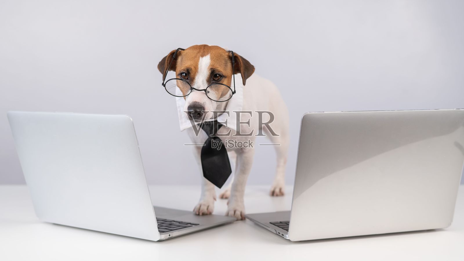 戴着眼镜、系着领带的杰克罗素梗狗坐在两台白色背景的笔记本电脑之间。照片摄影图片