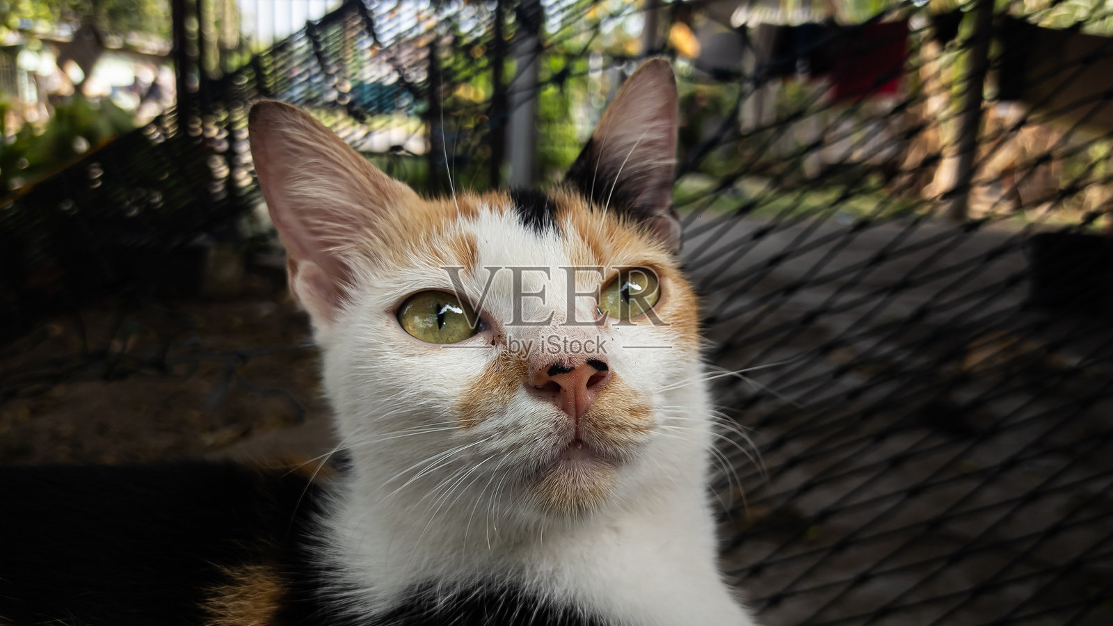 一只可爱的猫的脸。照片摄影图片