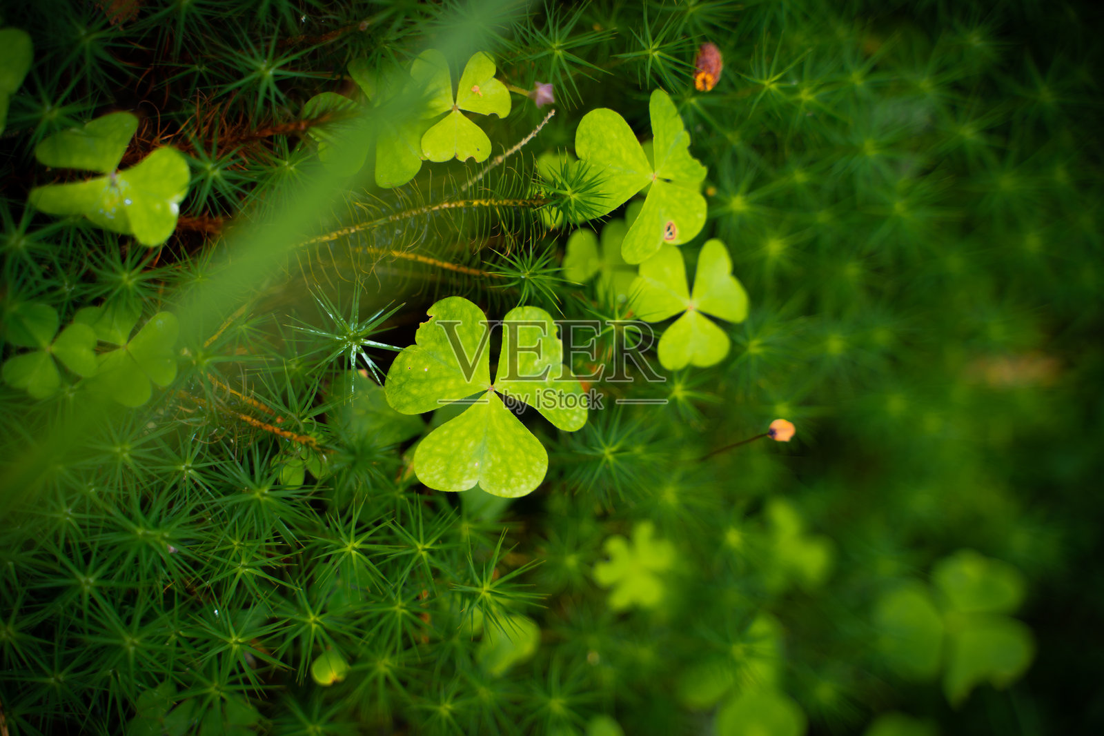 森林中生机勃勃的绿色三叶草的详细特写照片摄影图片