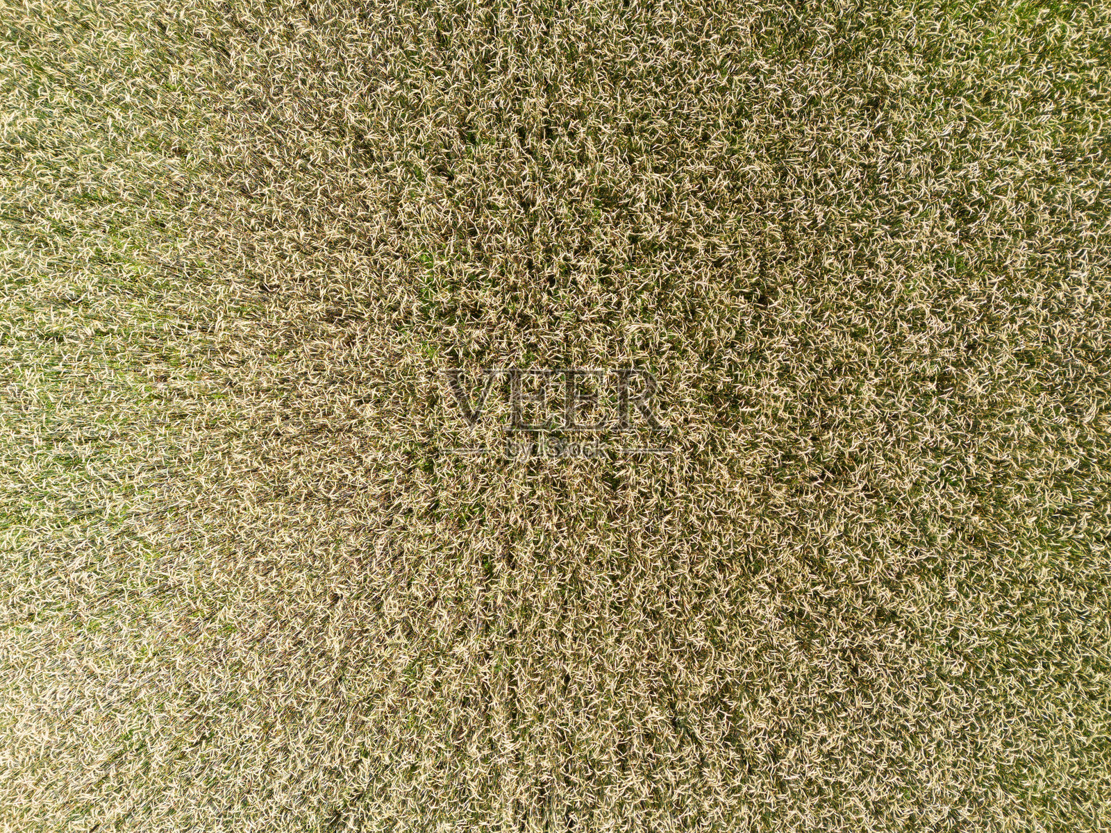 从高空俯瞰英国农村的一片麦田照片摄影图片