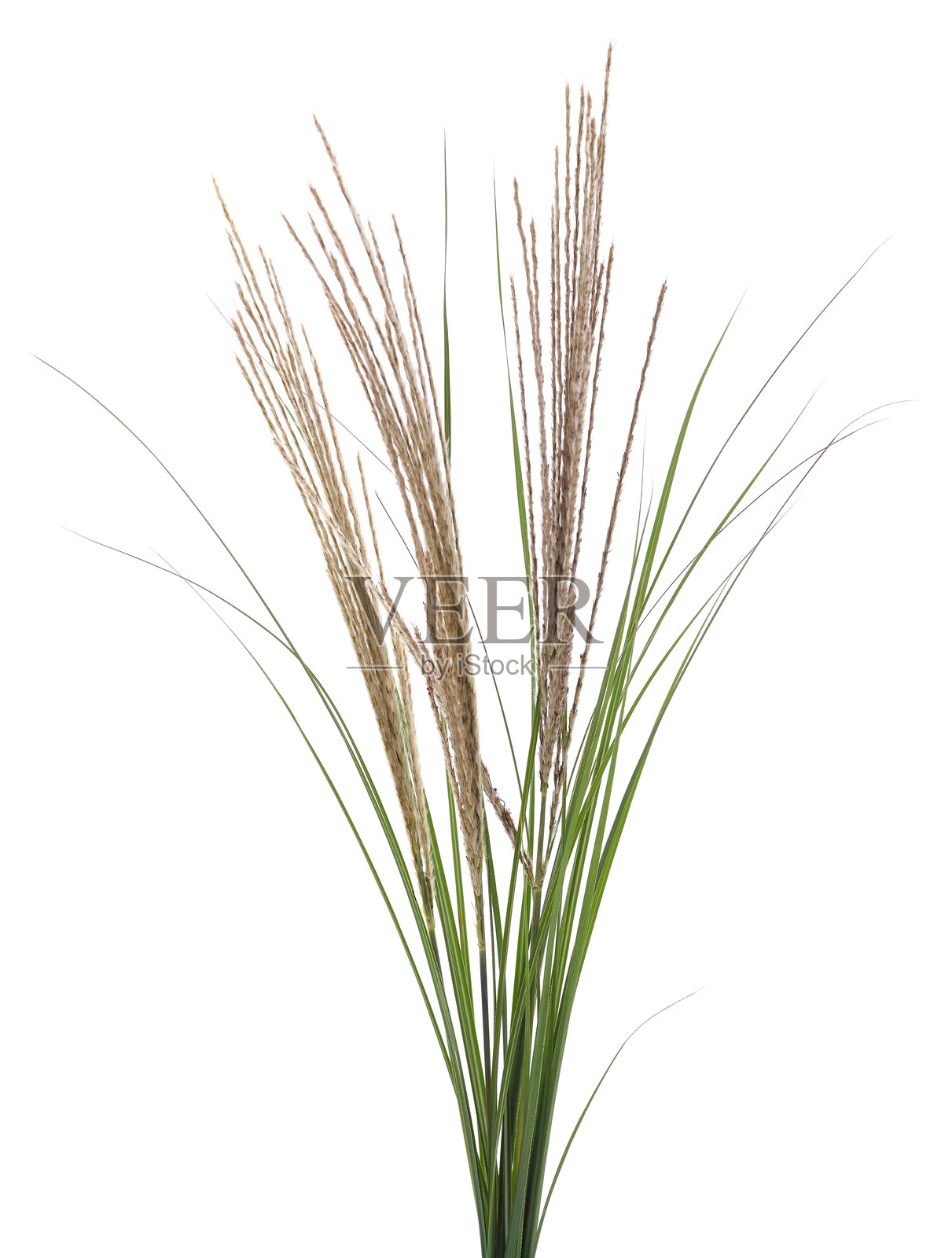 一束绿色的莎草。照片摄影图片