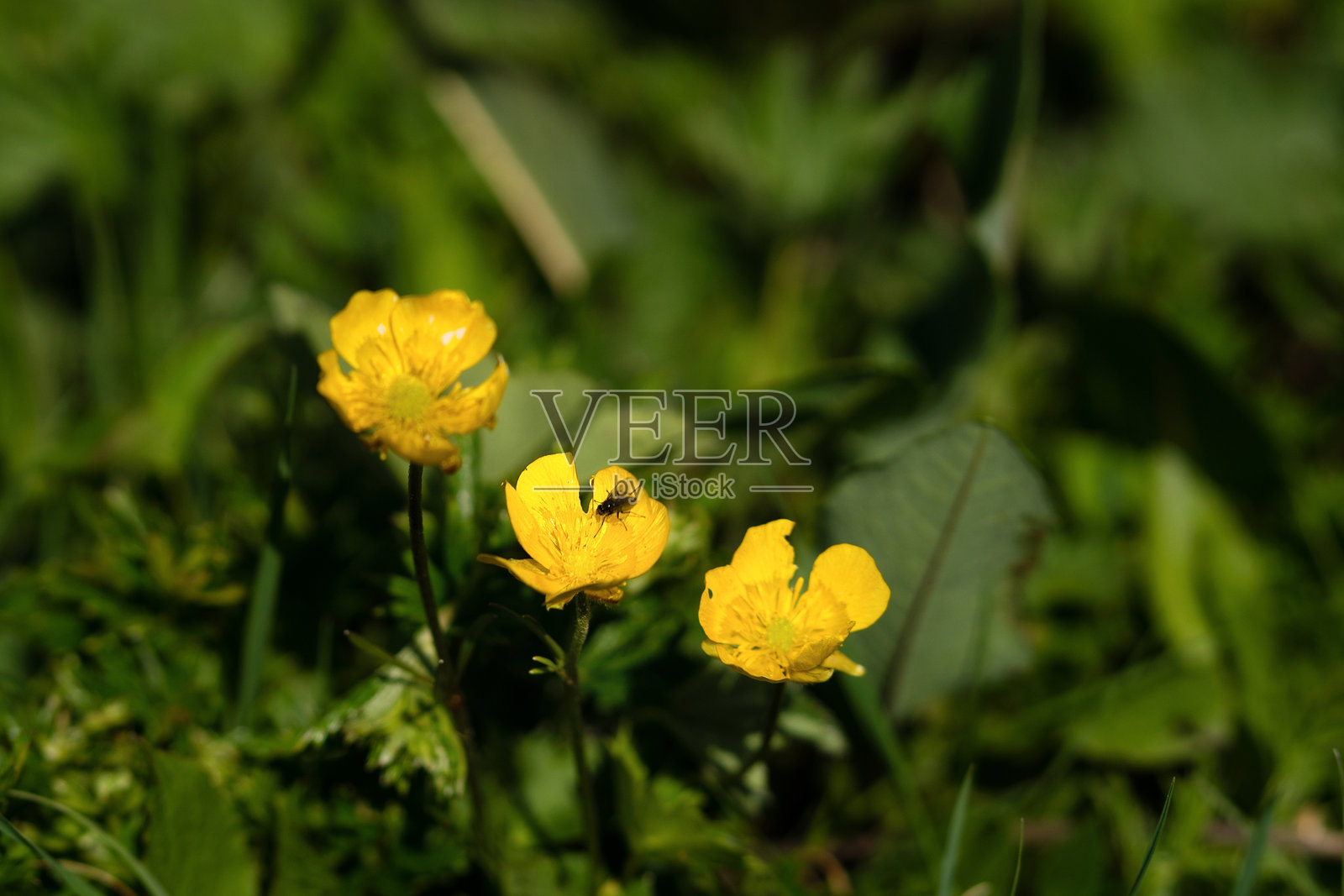 黄色的野花，花瓣上有小昆虫。照片摄影图片