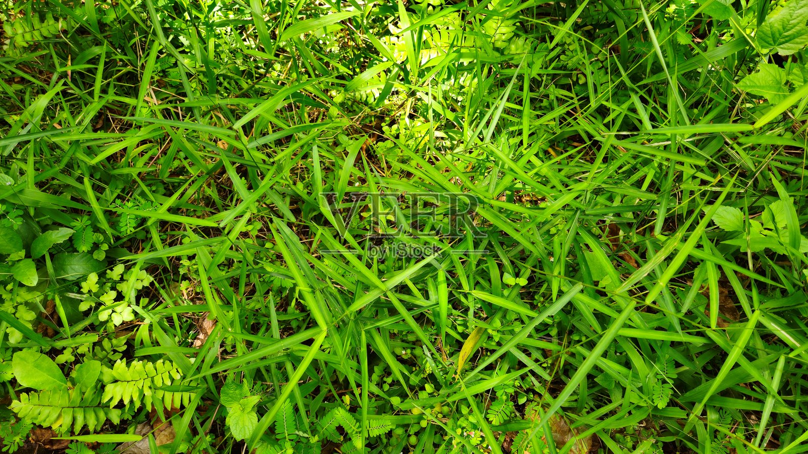 阳光明媚的日子里，越南湄公河三角洲热带花园的草地俯视图。照片摄影图片