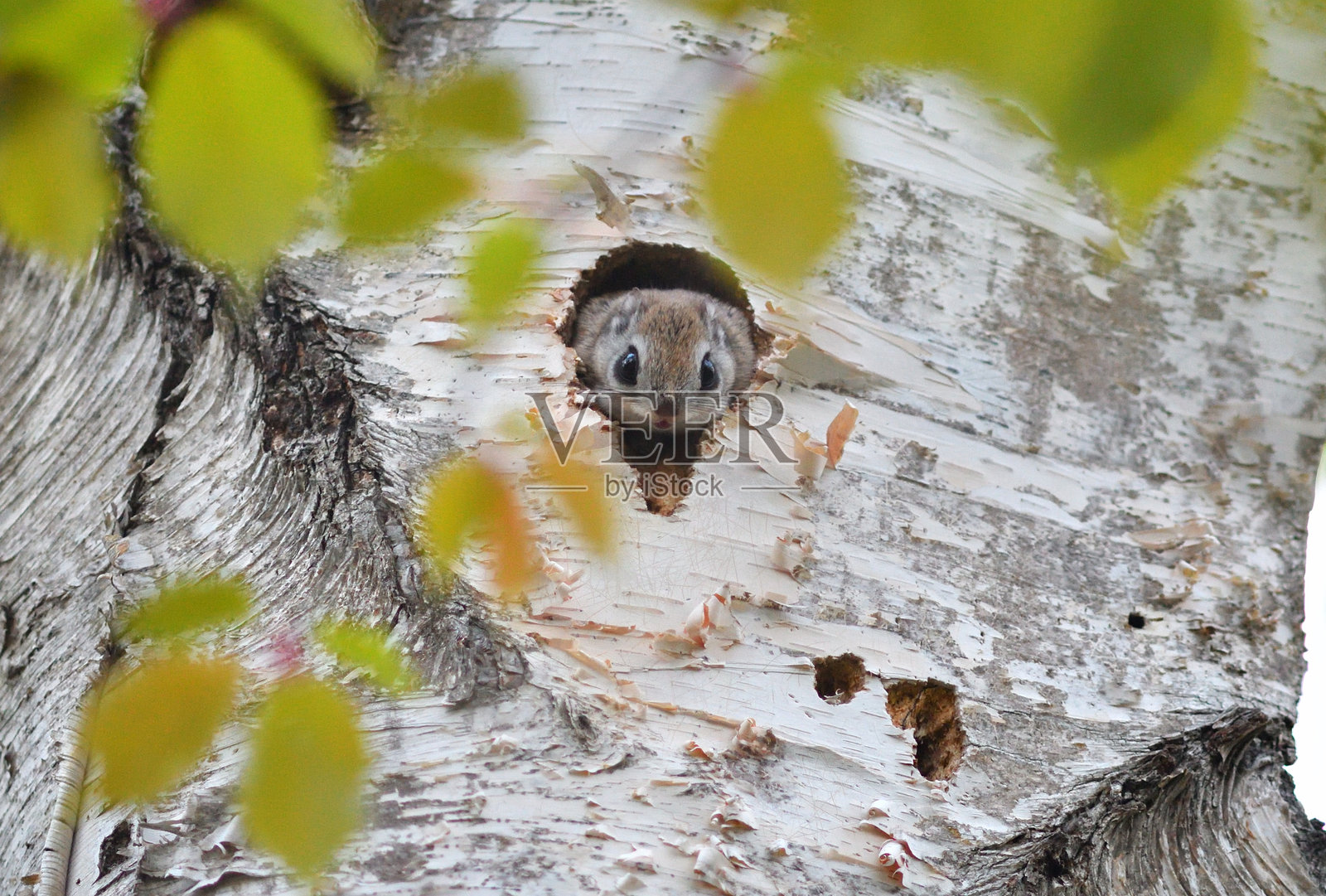 在北海道的一个公园里，一只西伯利亚鼯鼠从洞里探出头来。照片摄影图片