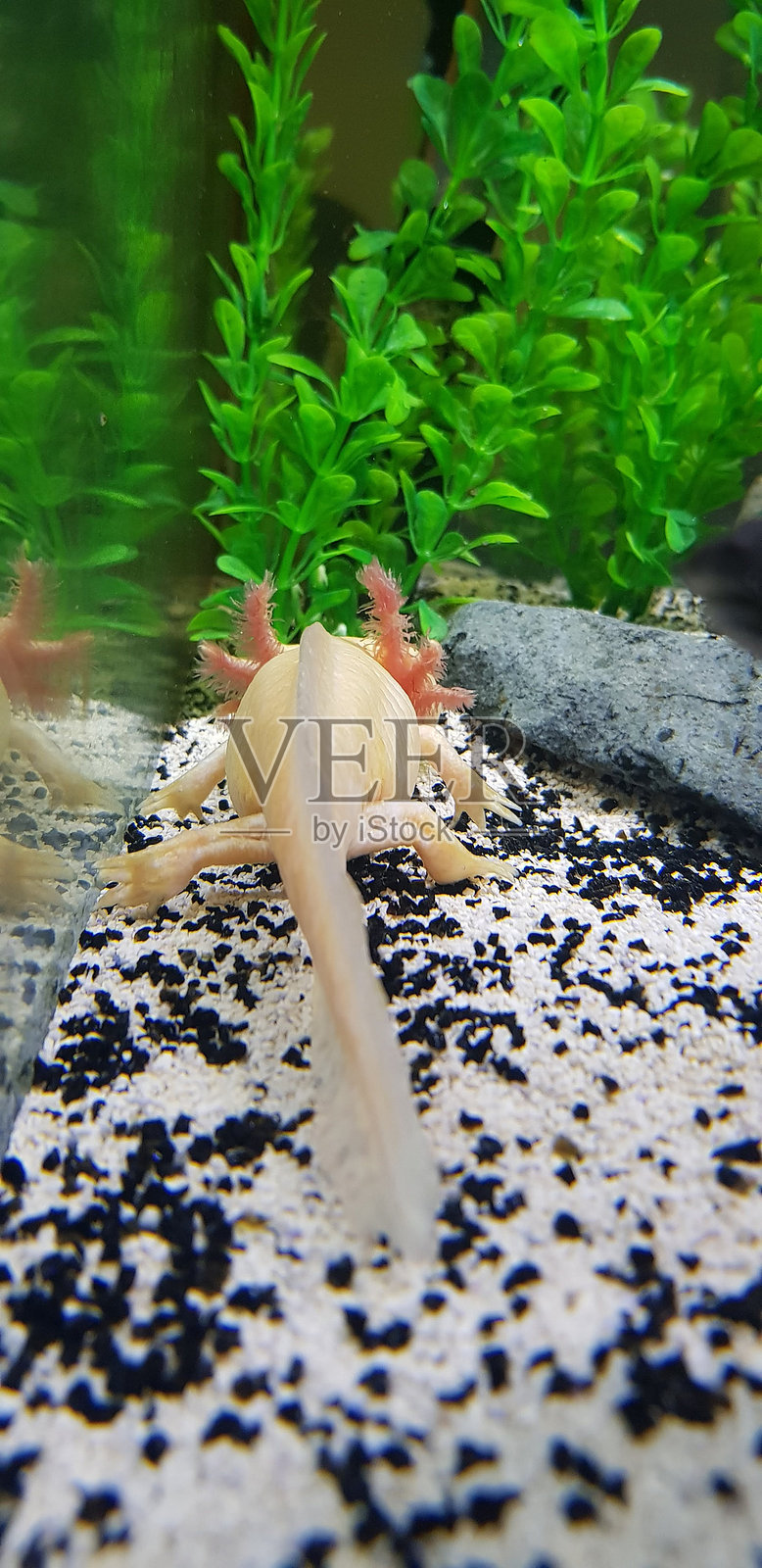 美西螈缸，美西螈水族馆，3只美西螈在一个水族馆吃虫子照片摄影图片