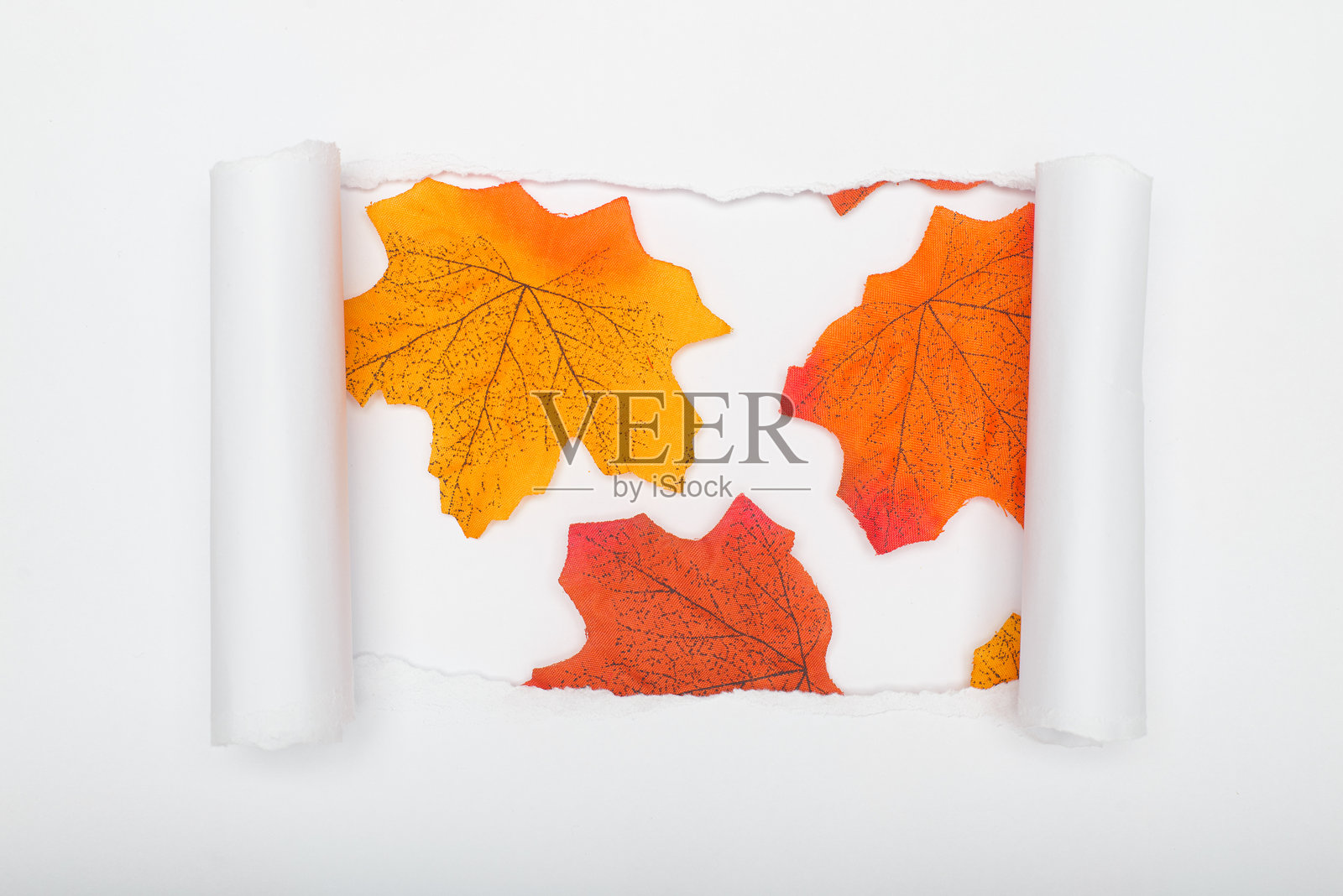 白纸撕破，露出白底孤立的枫叶。秋天的背景。照片摄影图片