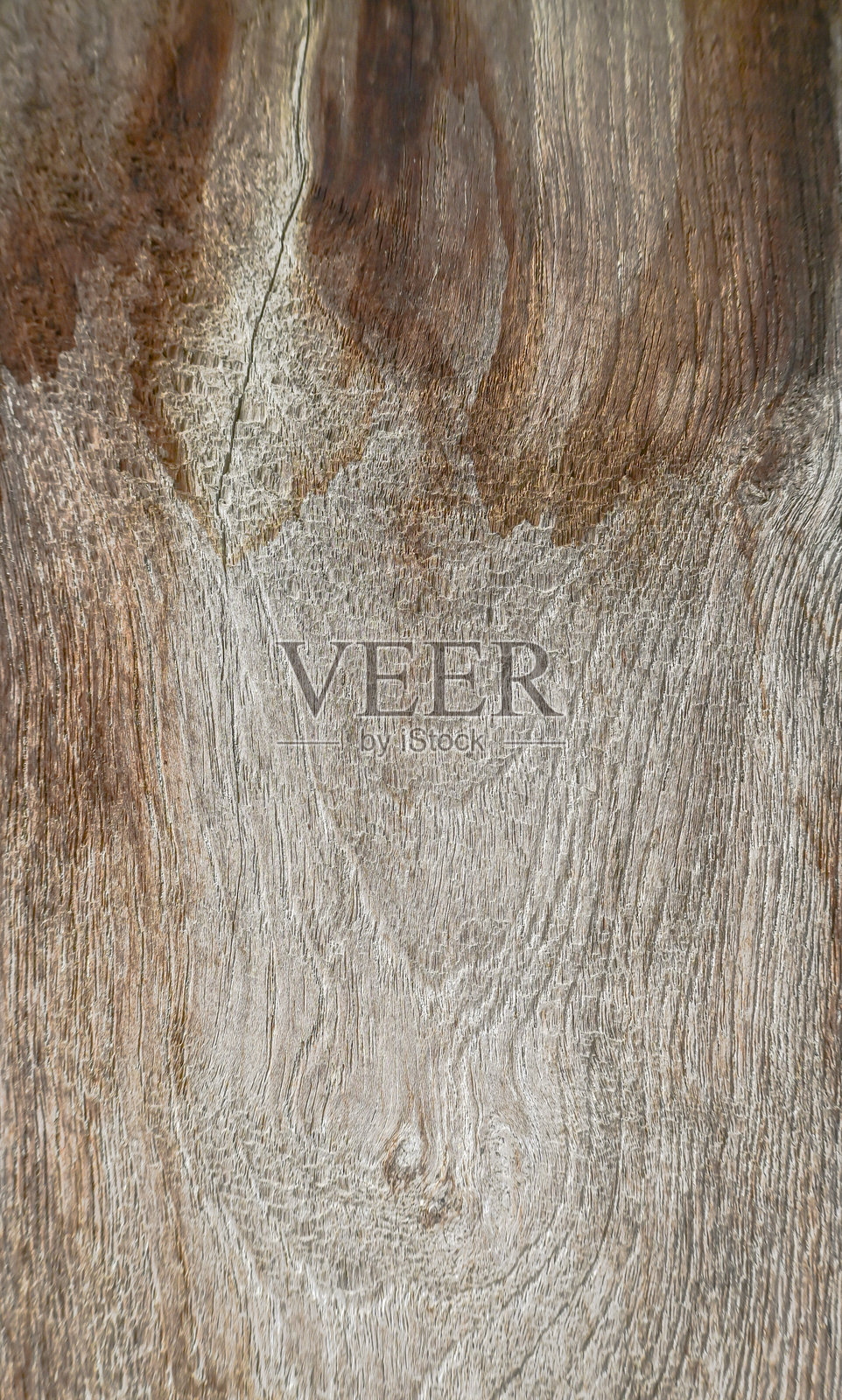 藏马照片摄影图片