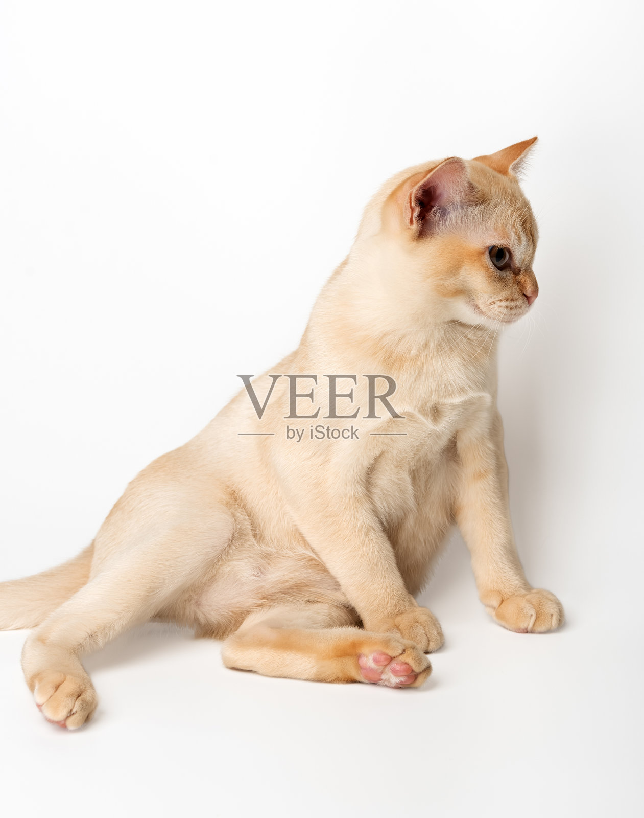 白色背景上的红色缅甸小猫。照片摄影图片