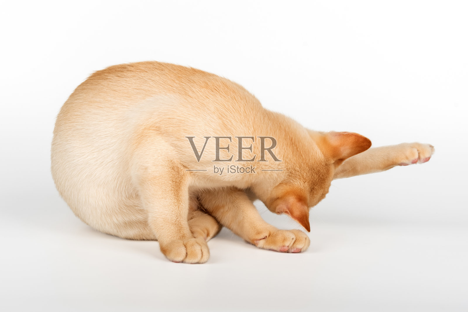 红色的缅甸小猫在白色的背景上洗澡。照片摄影图片