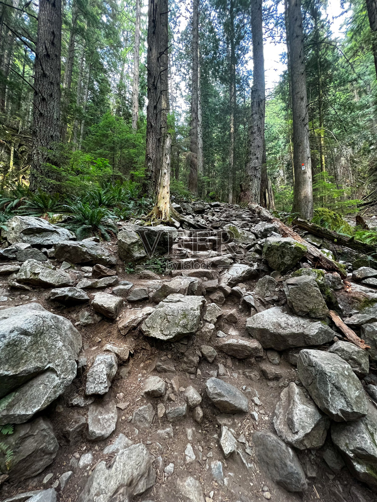 松鸡磨徒步小径的岩石，崎岖不平的部分，周围环绕着高大的常绿树木，提供了一个具有挑战性的攀登，穿过茂密的森林照片摄影图片