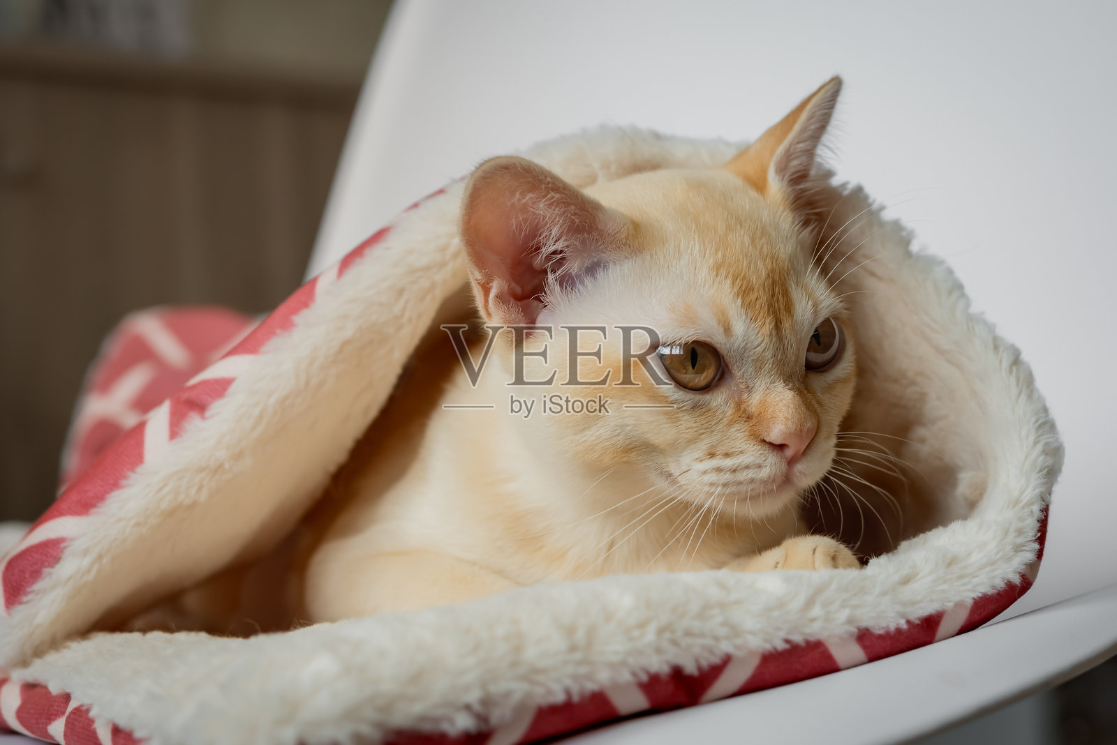 一只可爱的猫咪正在猫咪床上休息。照片摄影图片