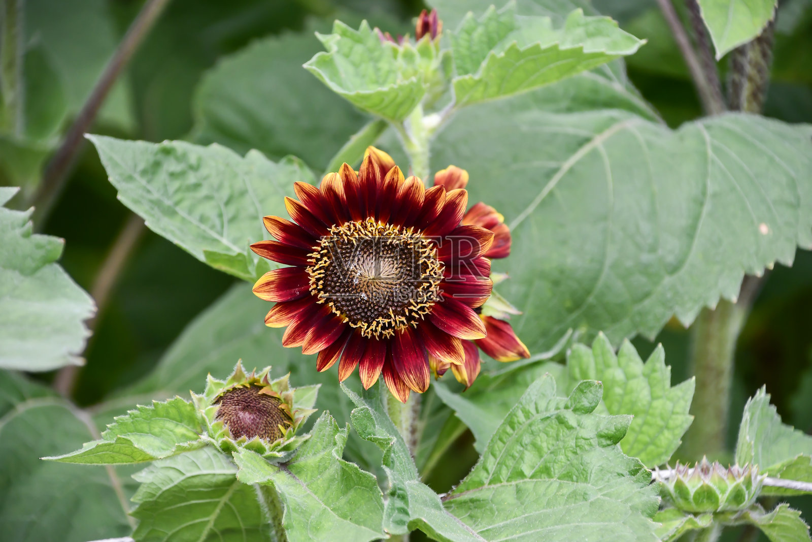 美丽的向日葵在盛开。照片摄影图片