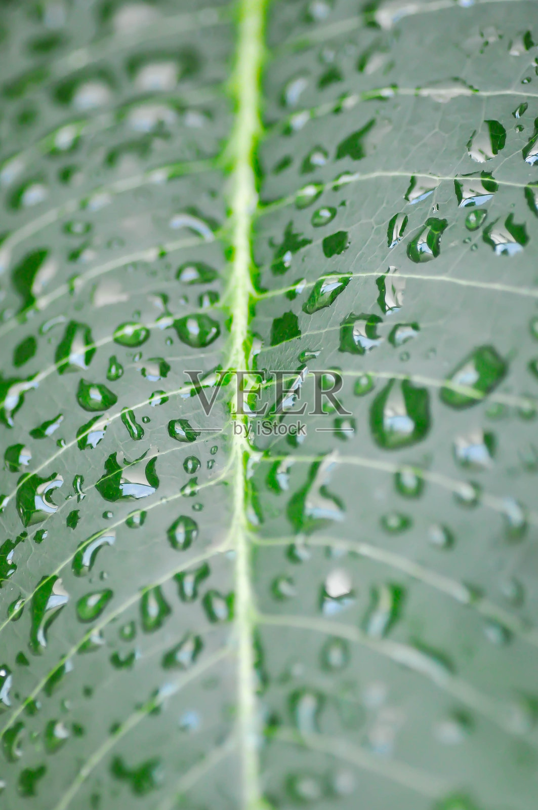 叶子上的雨滴，宝塔树或鸡蛋花或庙树和雨滴照片摄影图片