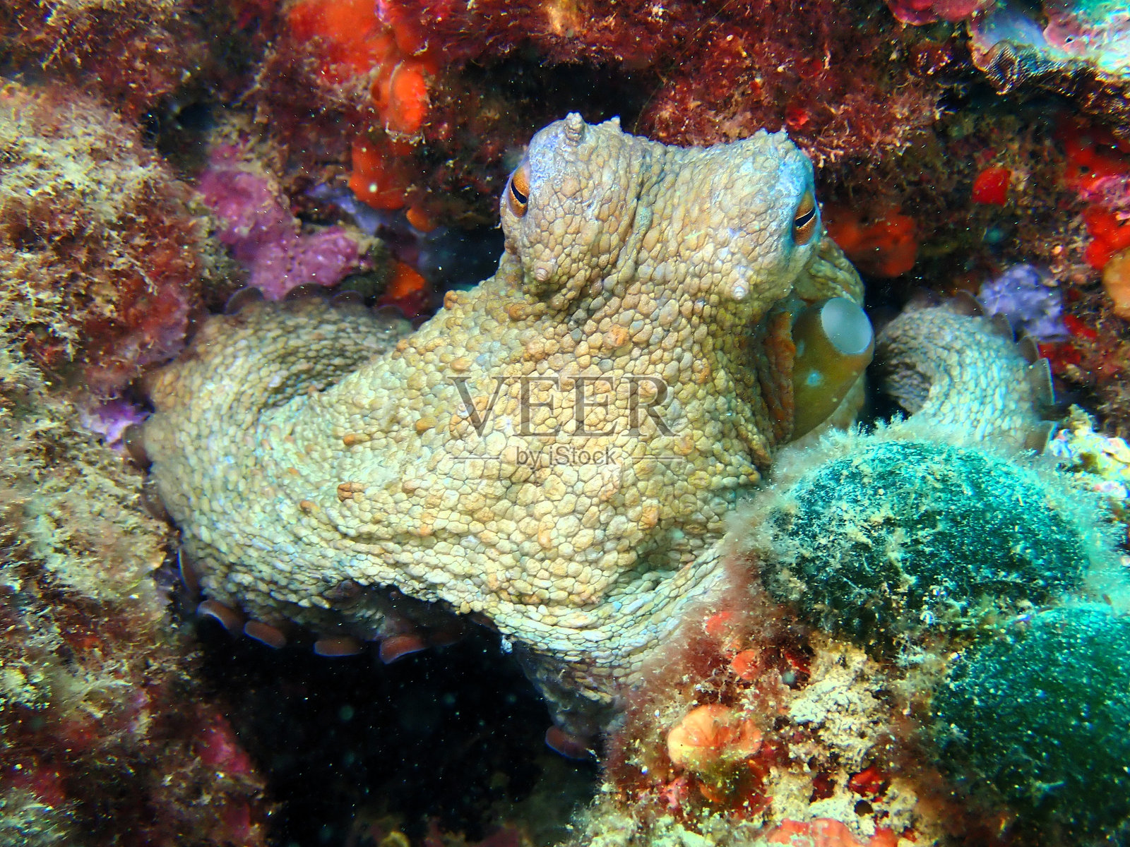 章鱼照片摄影图片