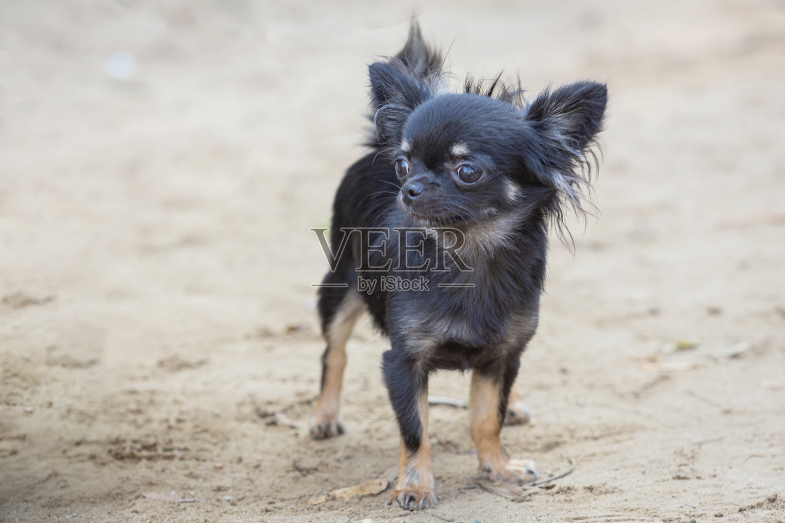 吉娃娃小狗在大自然中摆姿势和玩耍。照片摄影图片