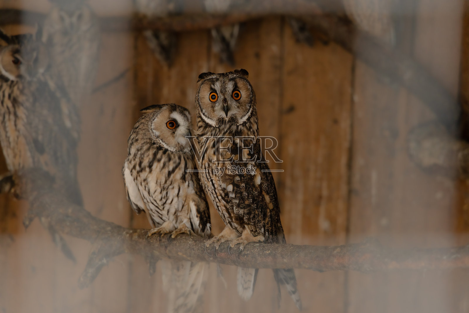 两只猫头鹰被关在动物收容所的小木屋里等待救援照片摄影图片
