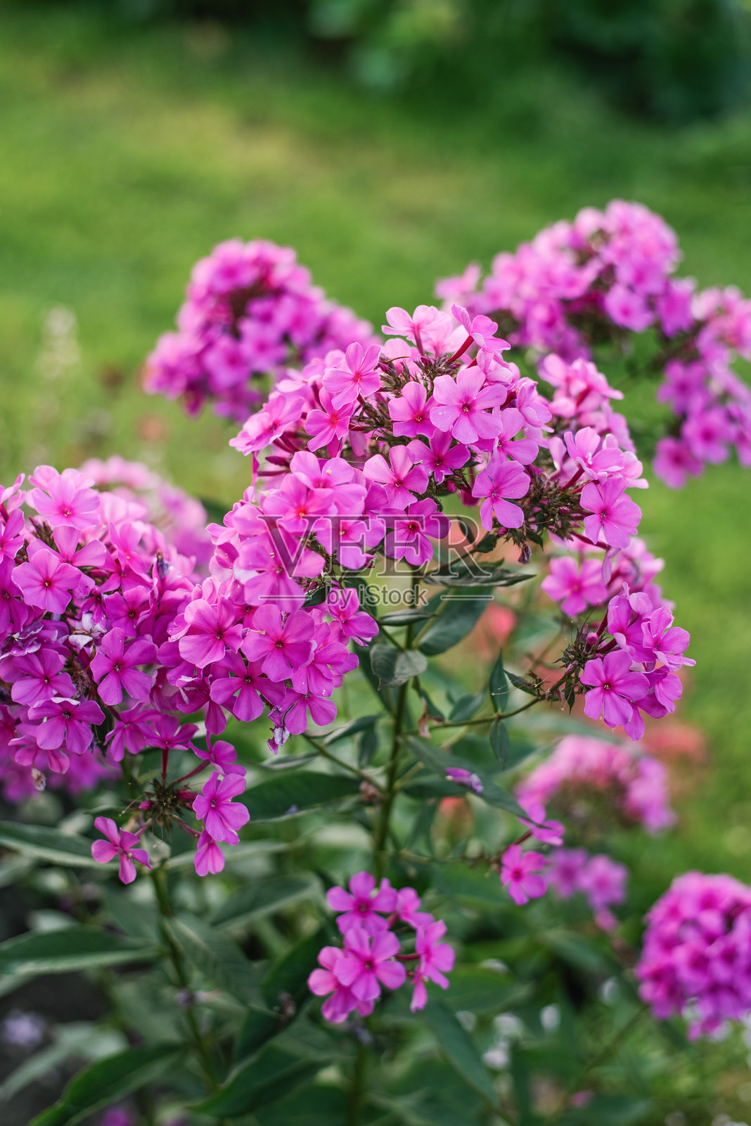 粉红色紫色的夹竹桃花在花园里照片摄影图片