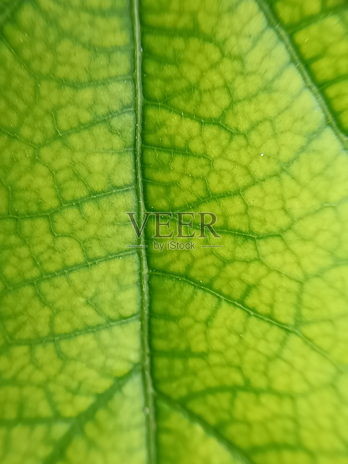 静脉或叶脉的特写照片照片摄影图片