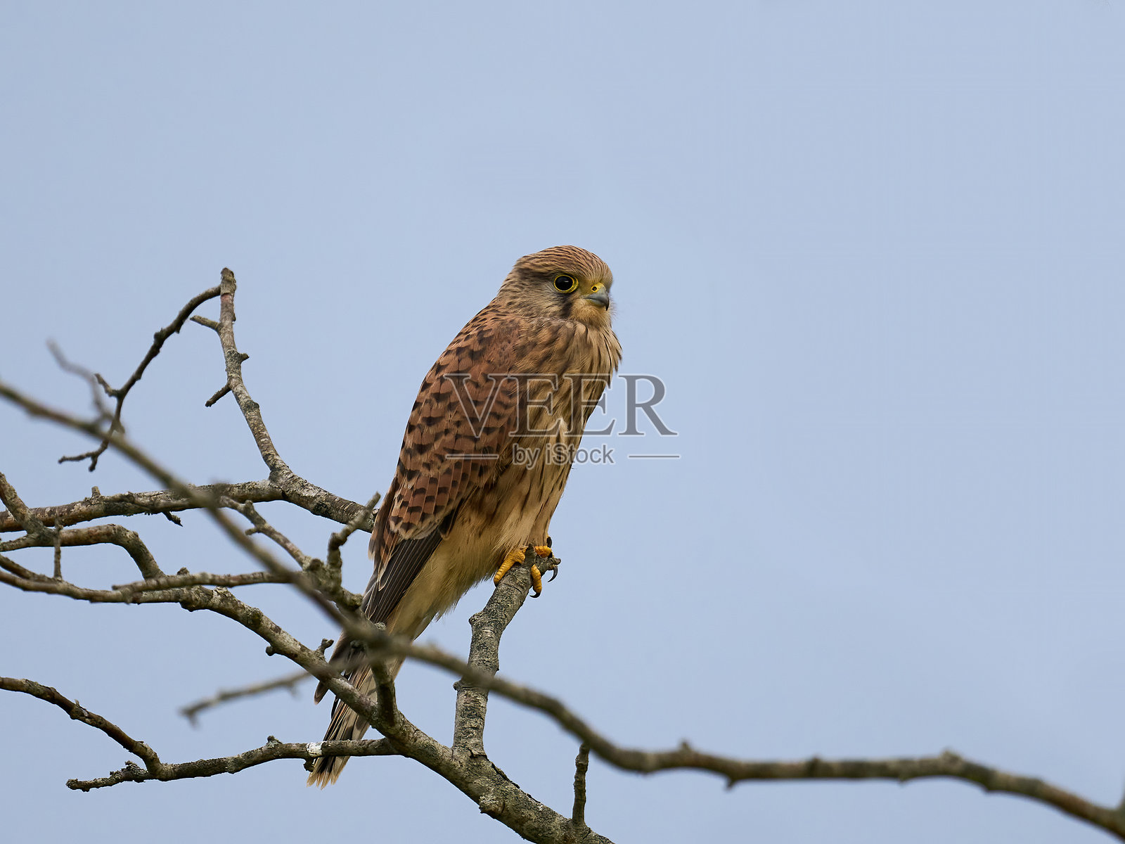 红隼(Falco tinunculus)照片摄影图片