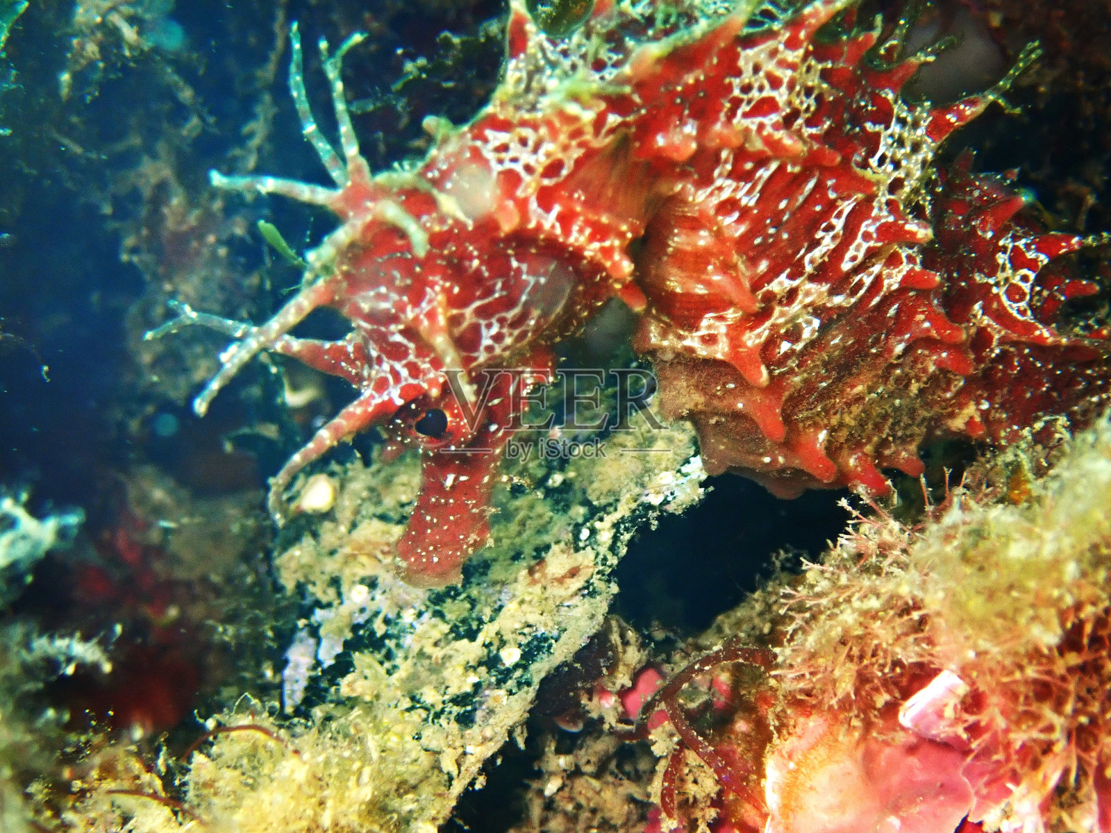 海马照片摄影图片