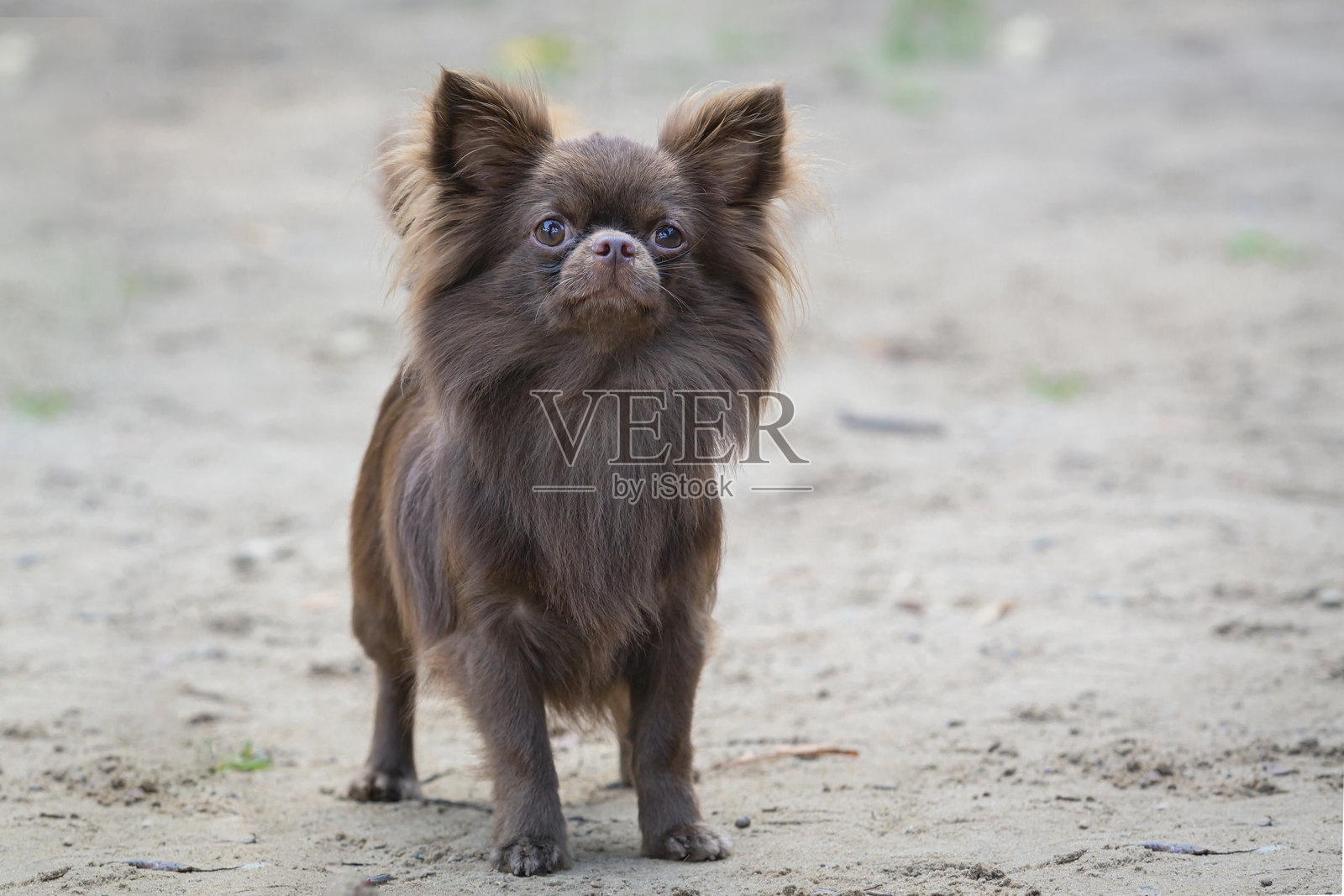 小吉娃娃狗在沙地上玩耍照片摄影图片