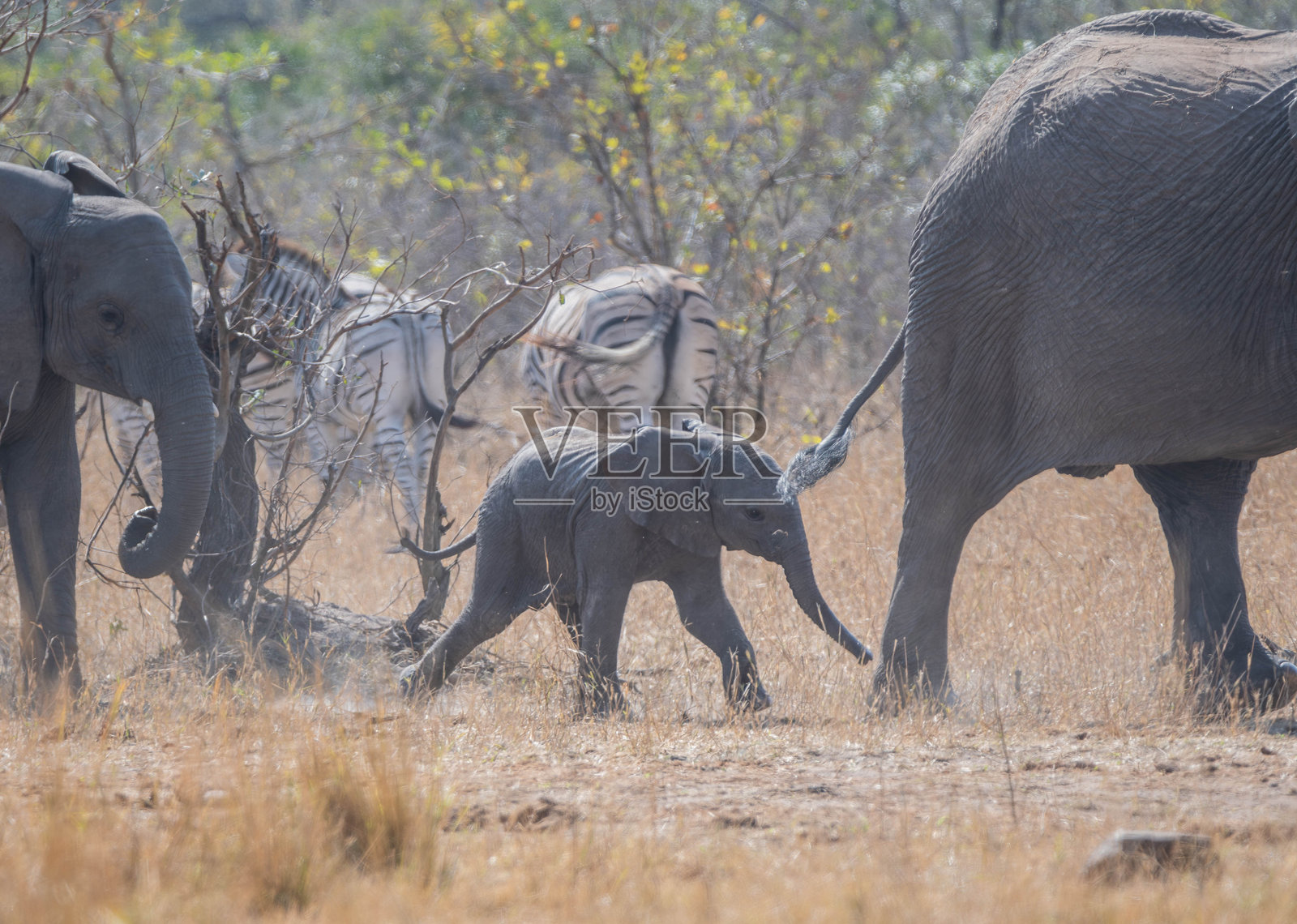 非洲象照片摄影图片