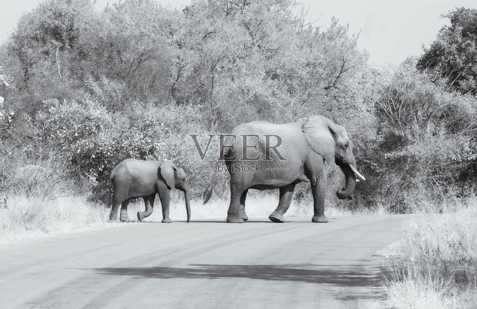 非洲象照片摄影图片