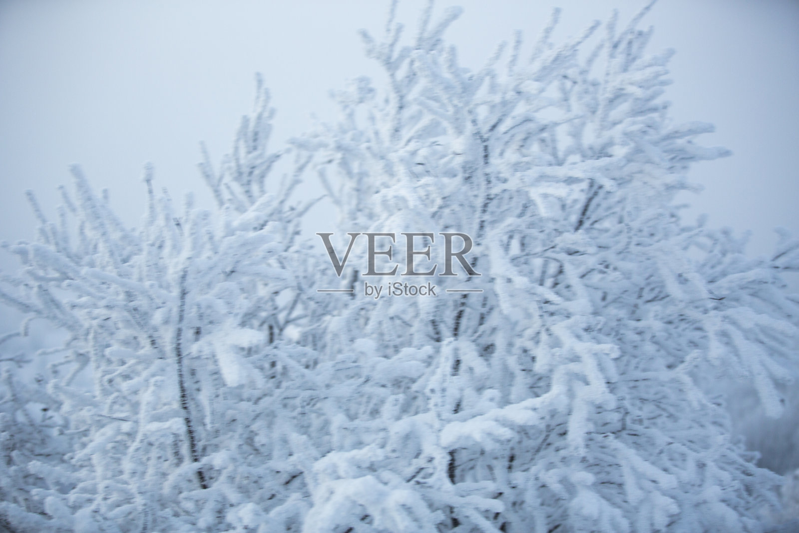 被厚厚的雪毯覆盖的寒冷的森林景观照片摄影图片