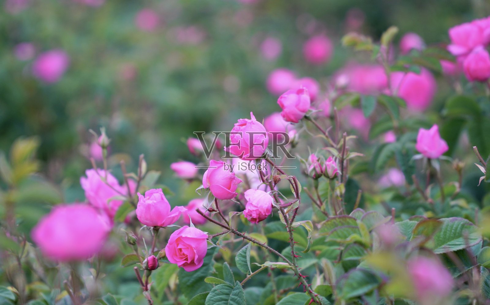 玫瑰花园照片摄影图片