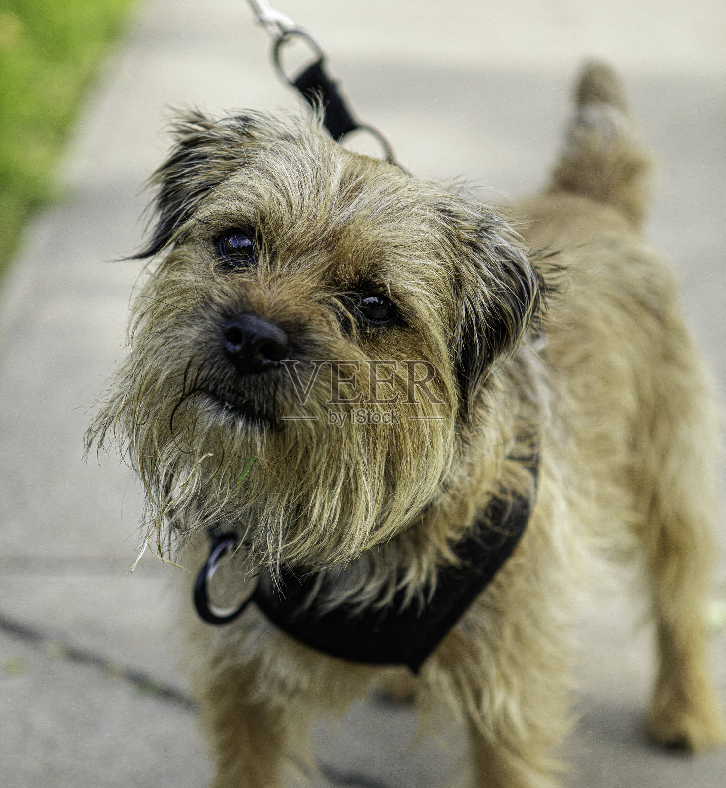 约克郡犬照片摄影图片