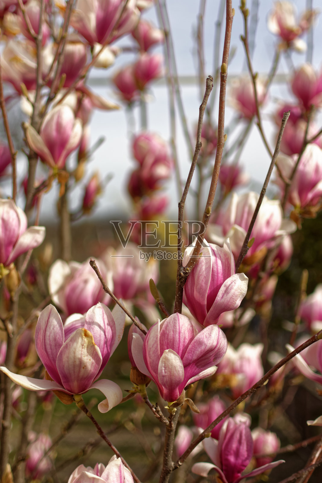 木兰的花照片摄影图片